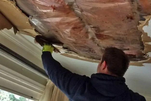 Worker removing ceiling drywall beneath exposed pink insulation after a water leak
