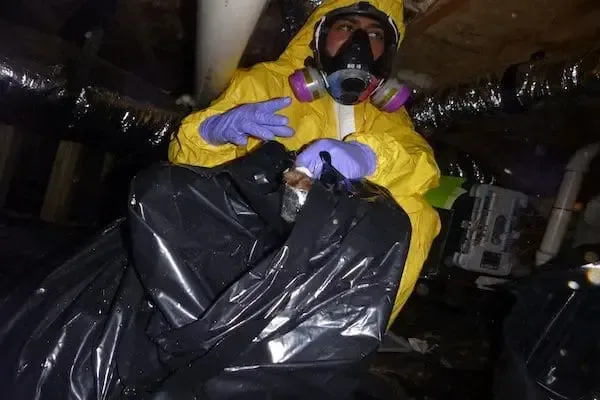 Worker in protective clothing handling bagged material inside a crawl space